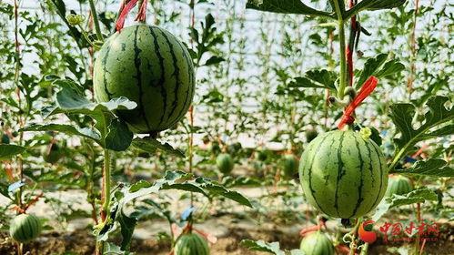 热门大瓜热心的朝阳爆料